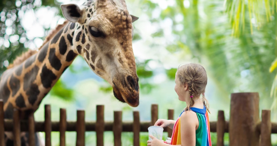 Top Things to Do in San Antonio: A Complete Traveler’s Guide